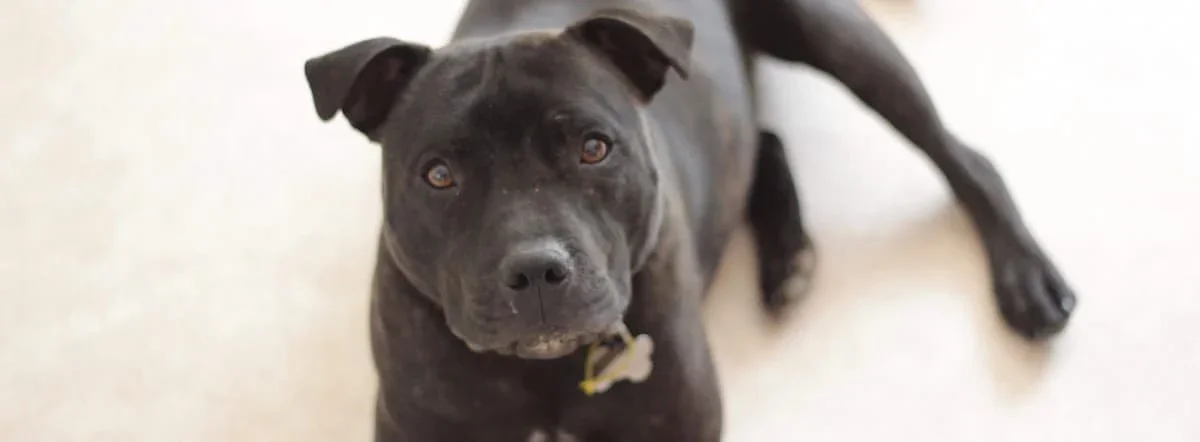 black staffy lying down looking at camera 
