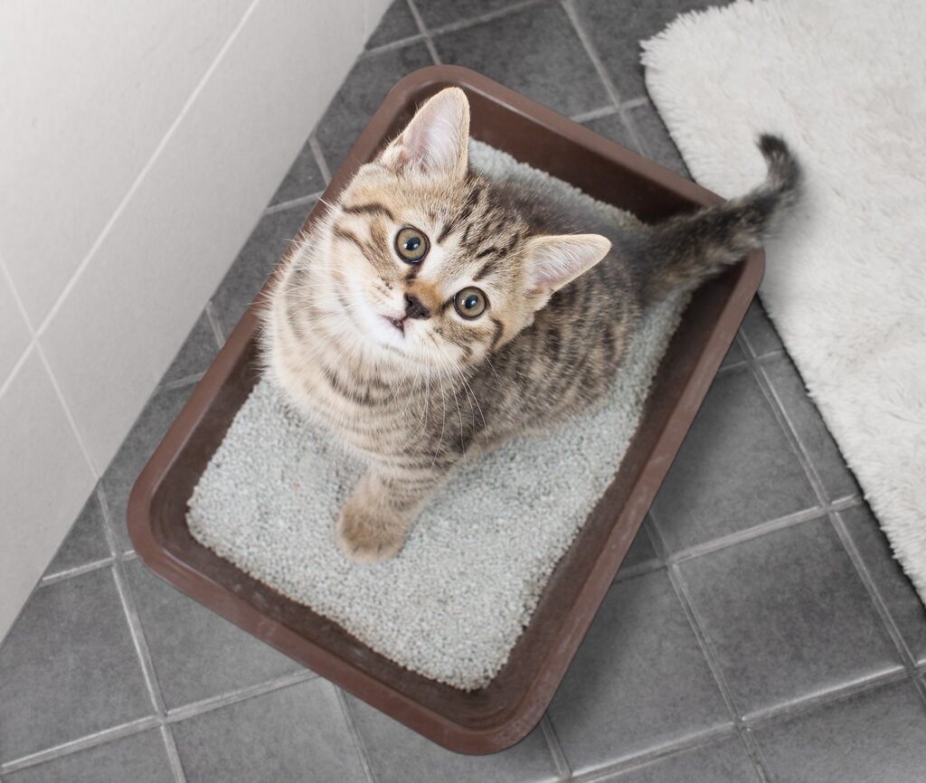kitten in litter tray looking at camera