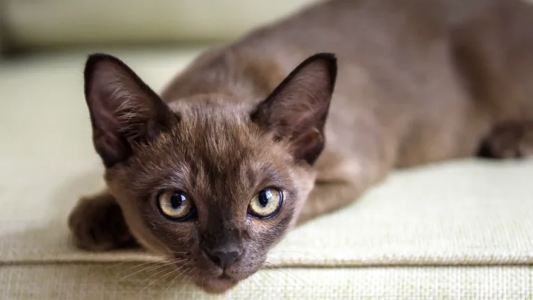 burmese cat lying on sofa