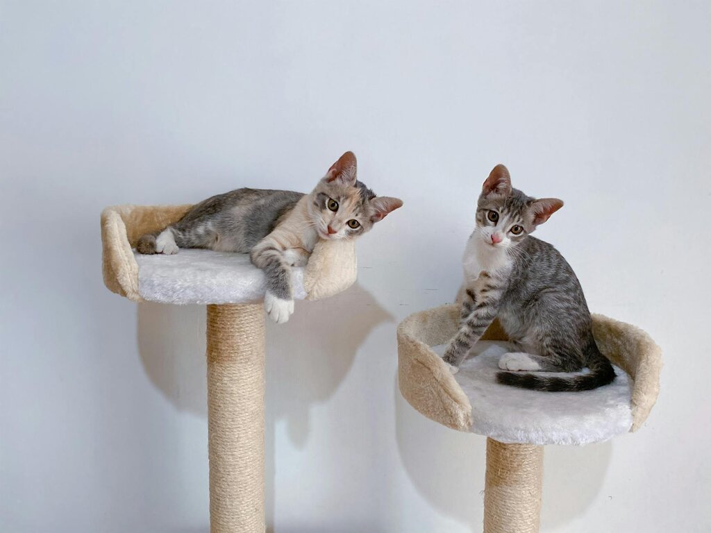 2 kittens on cat tree