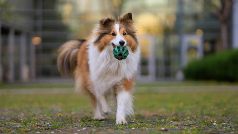 shetland sheepdog playing with treat dispensing toy
