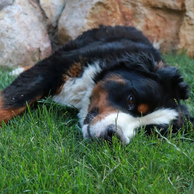 Bernese Mountain Dog resting on grass