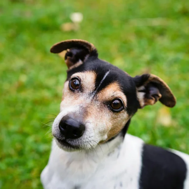 black, tan and white jack russell terrier