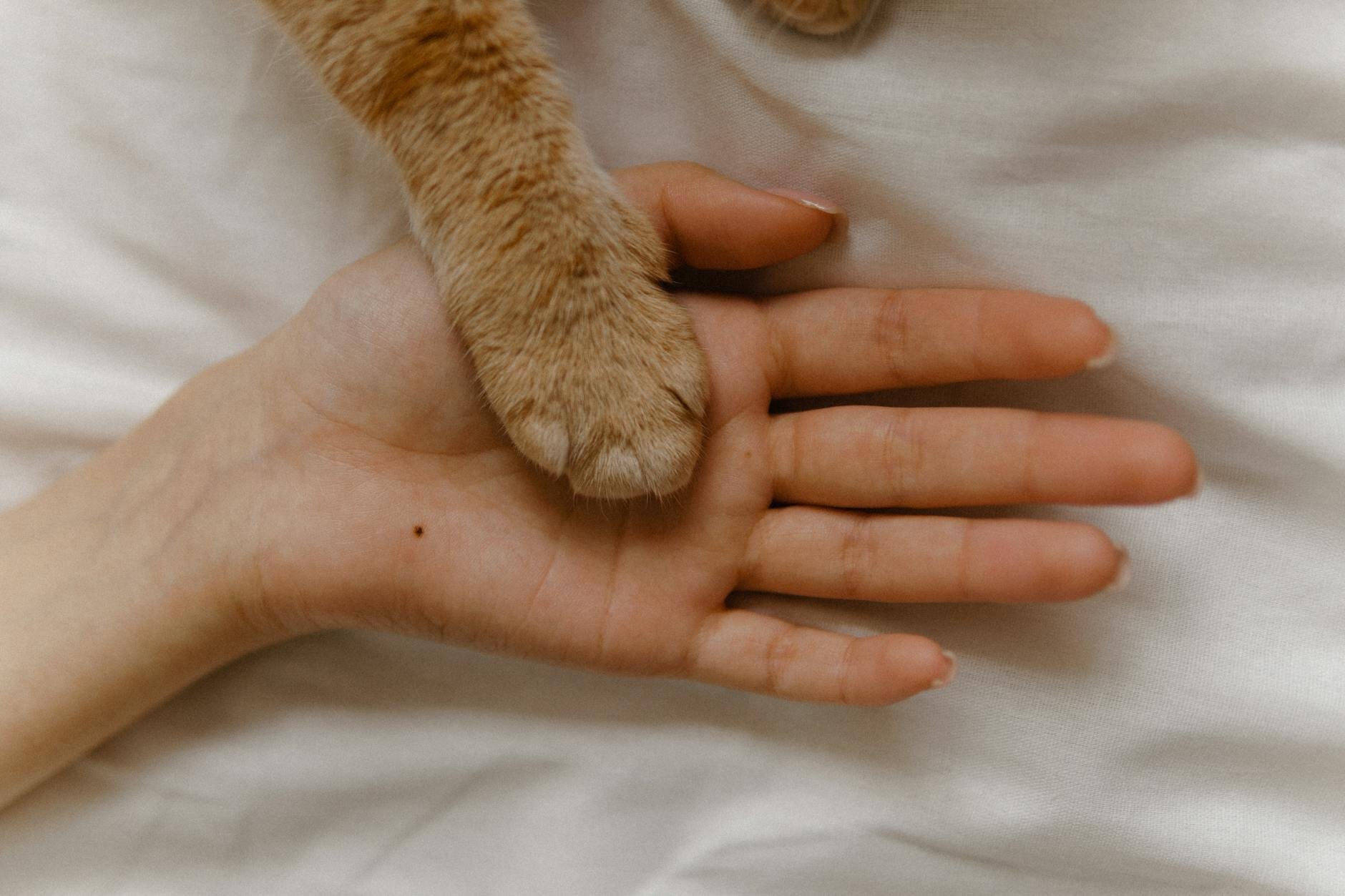 cat paw on human hand