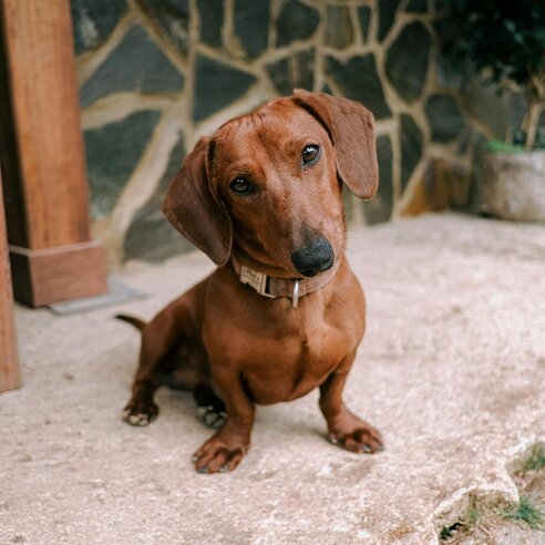 dachshund cocking head at camera
