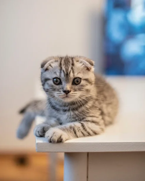 scottish fold kitten lying on bench