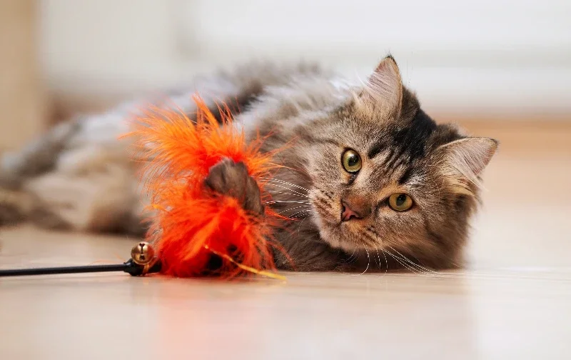 cat playing with teaser toy