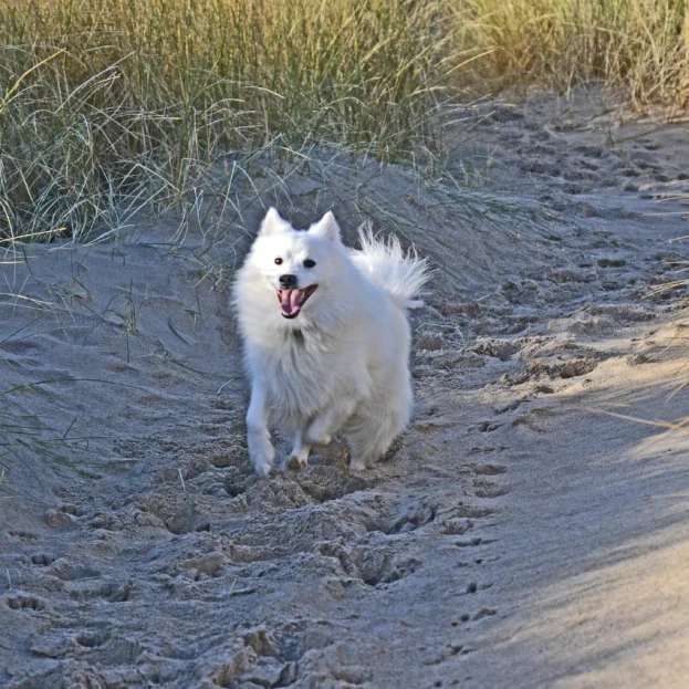 japanese spitz running in sand