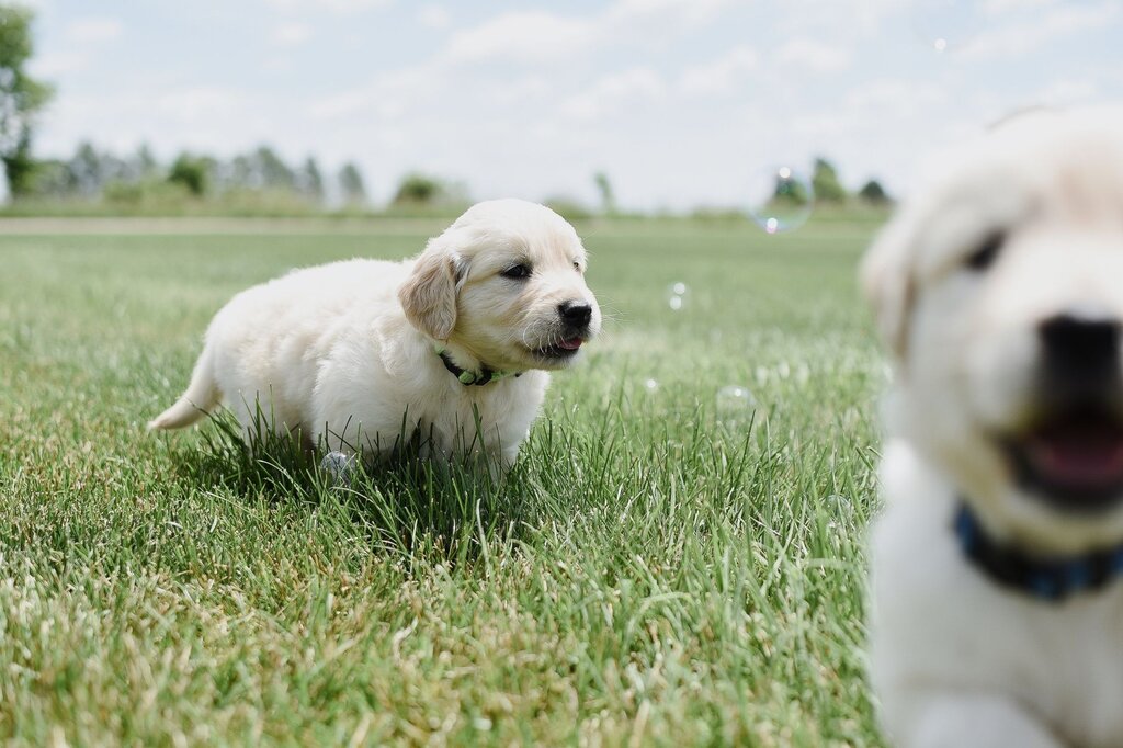 puppies running on grass through bubbles