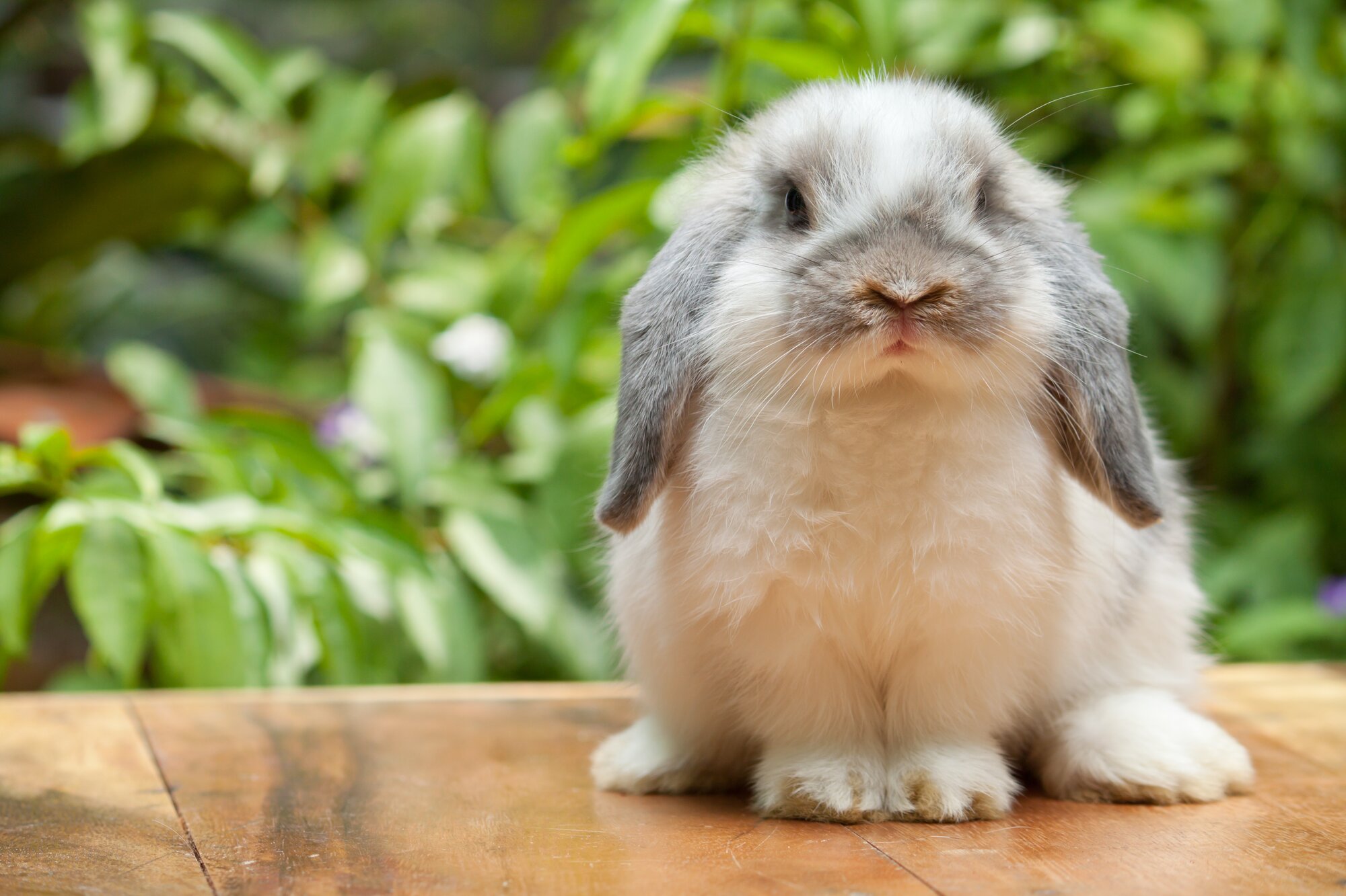 grey and white rabbits