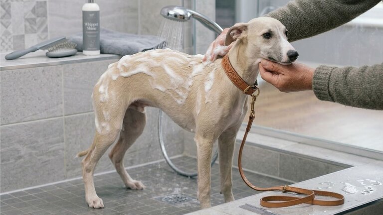 whippet being bathed