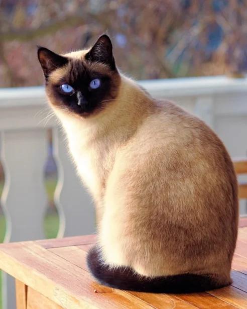 siamese cat sitting on outdoor table