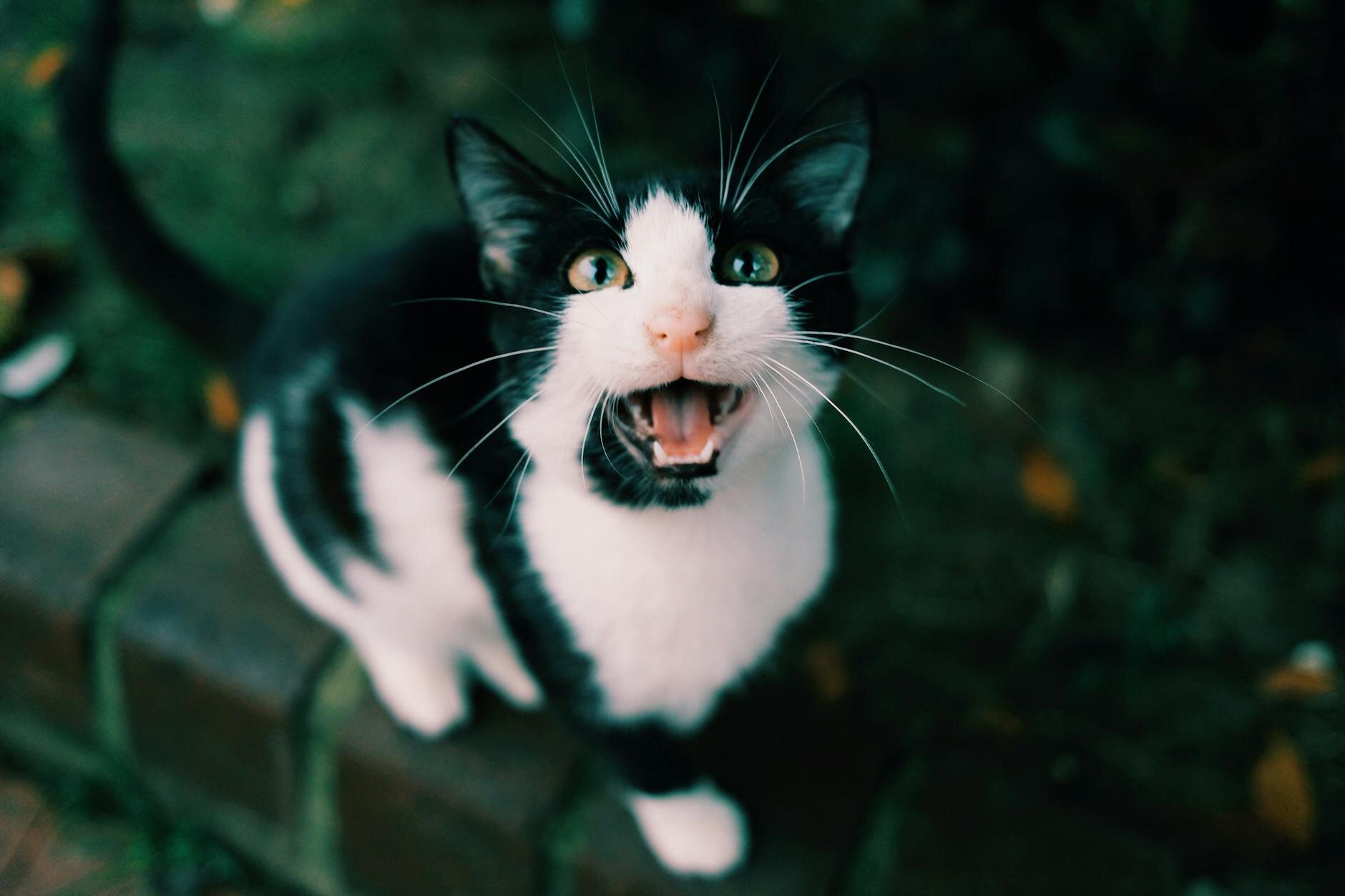cat with open mouth meowing