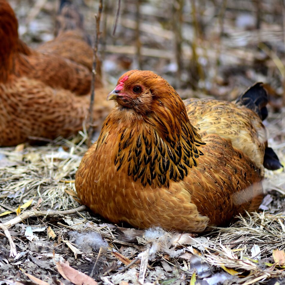 easter egger hen