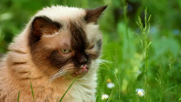 british shorthair outdoors on grass