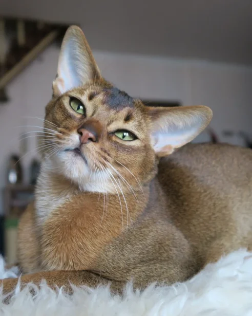 abyssinian resting on blanket