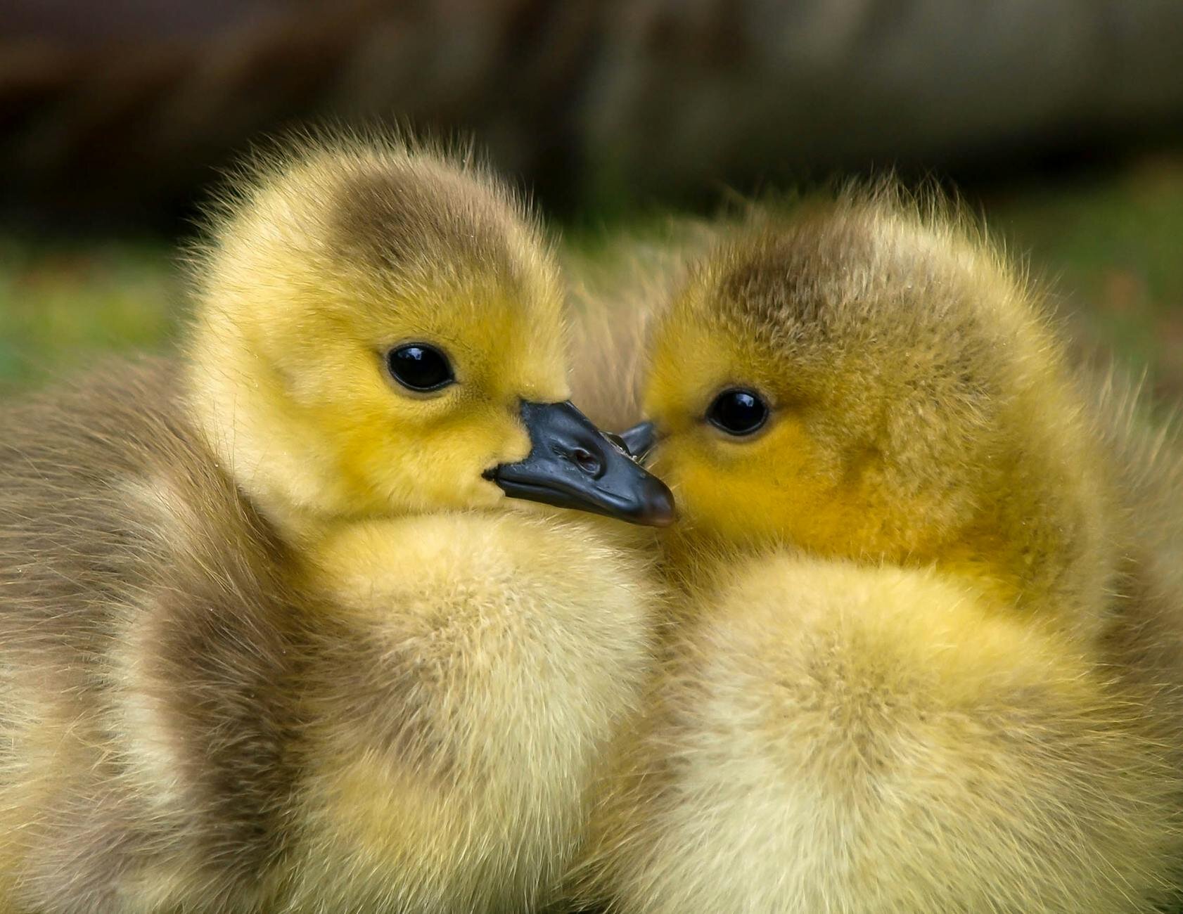 2 ducklings