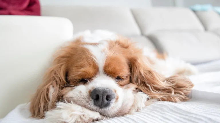 cavalier sleeping on sofa