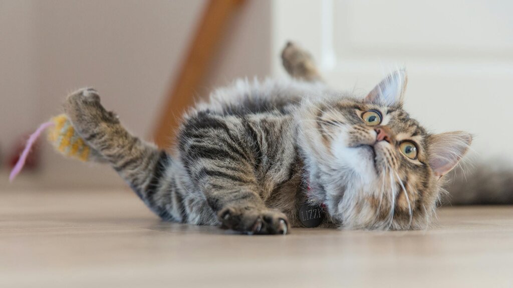 Tabby cat lying on floor playing with mouse toy