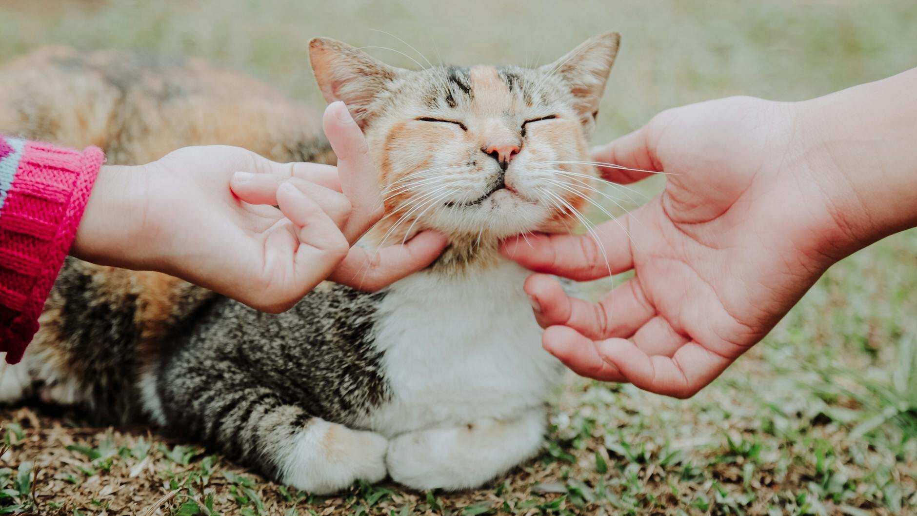 cat having chin scratched