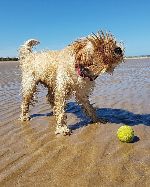 spoodle shaking off coat at beach