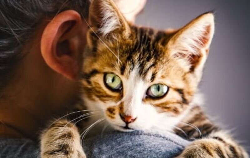 human and cat cuddling