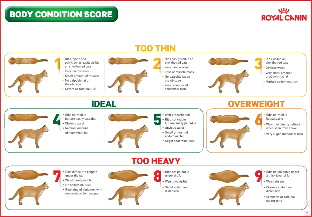 body condition score chart