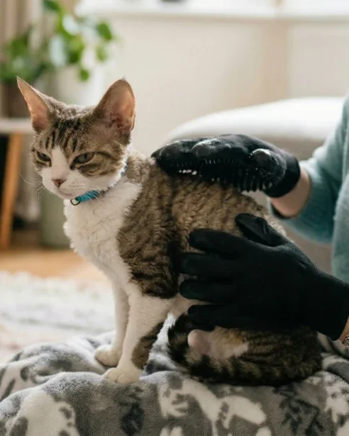 devon rex being groomed with grooming gloves