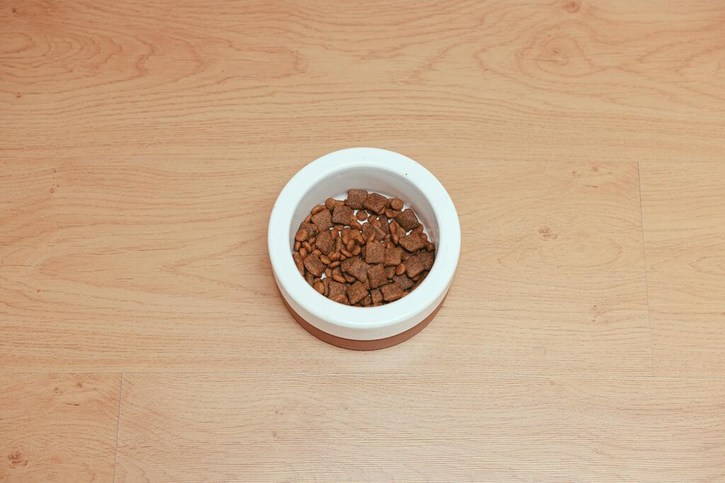 pet food bowl on the floor