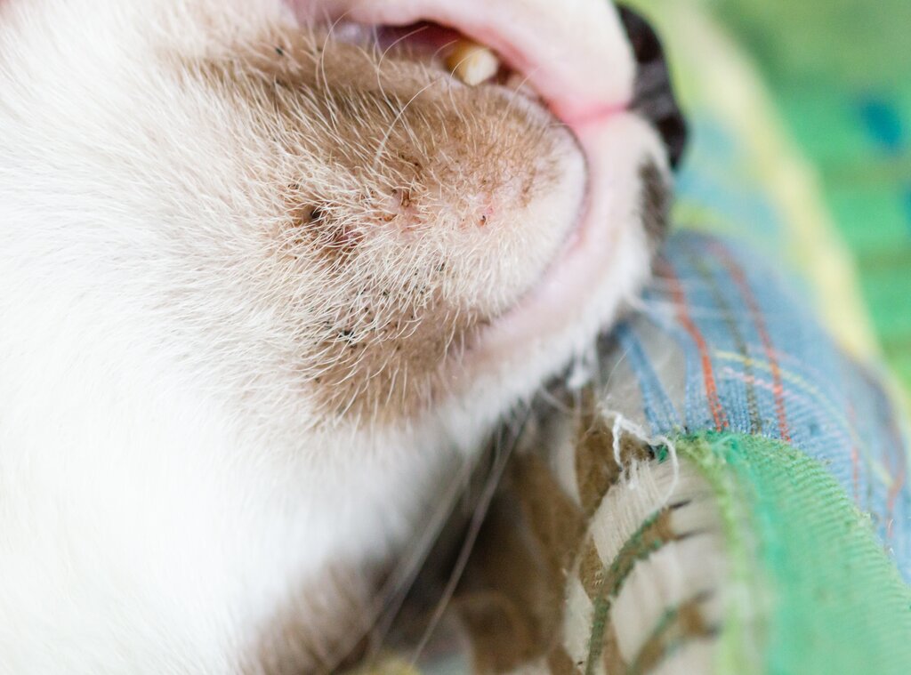 close up image of cats chin with acne