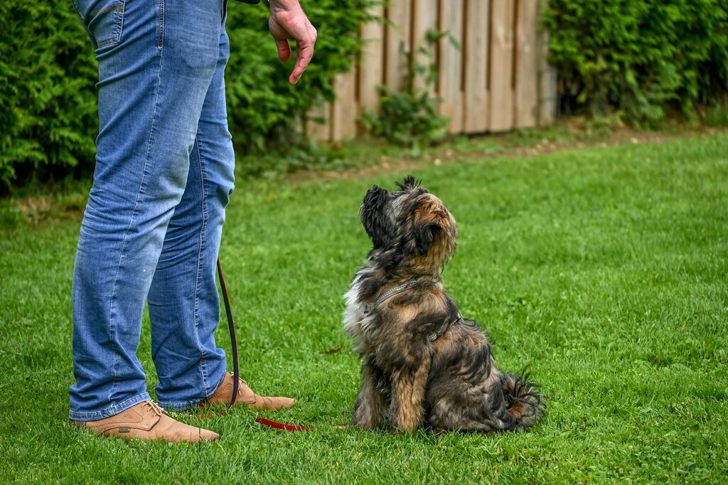 Tri coloured fluffy puppy sitting on grass at owners legs