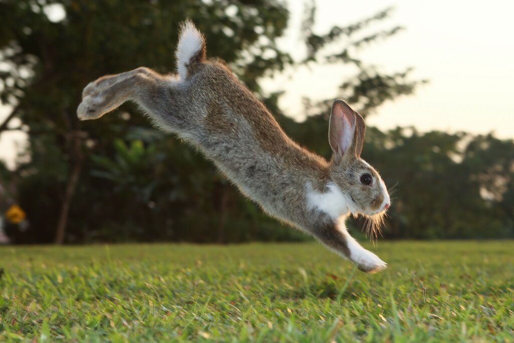 a grey rabbit leaping on grass