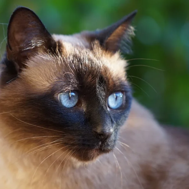 siamese cat close up