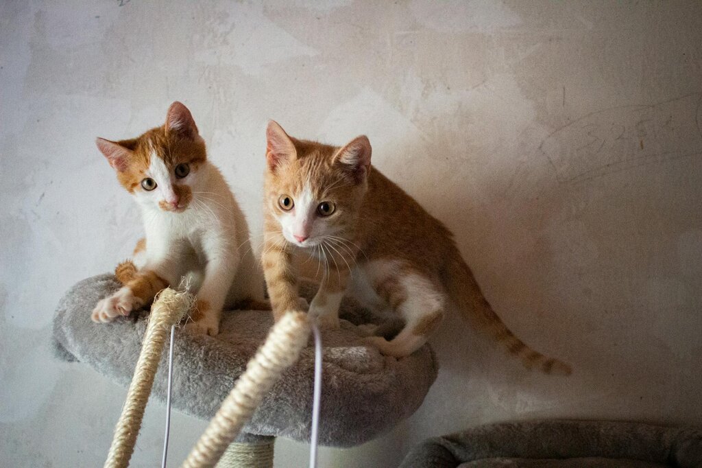 2 ginger kittens playing