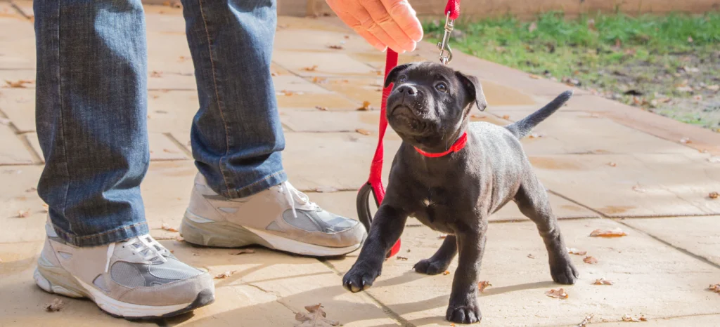 staffy on lead being trained 