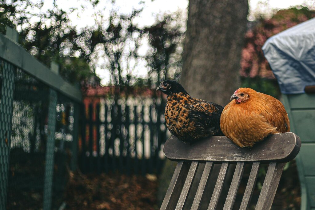 2 chickens perching on back of chair