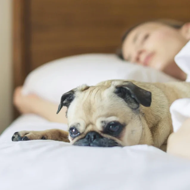 pug sleeping on bed with owner