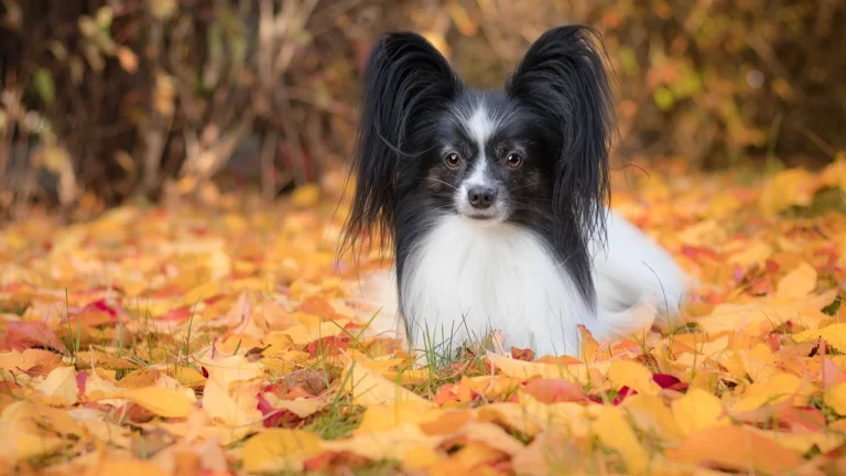 Papillon sitting in autumn leaves