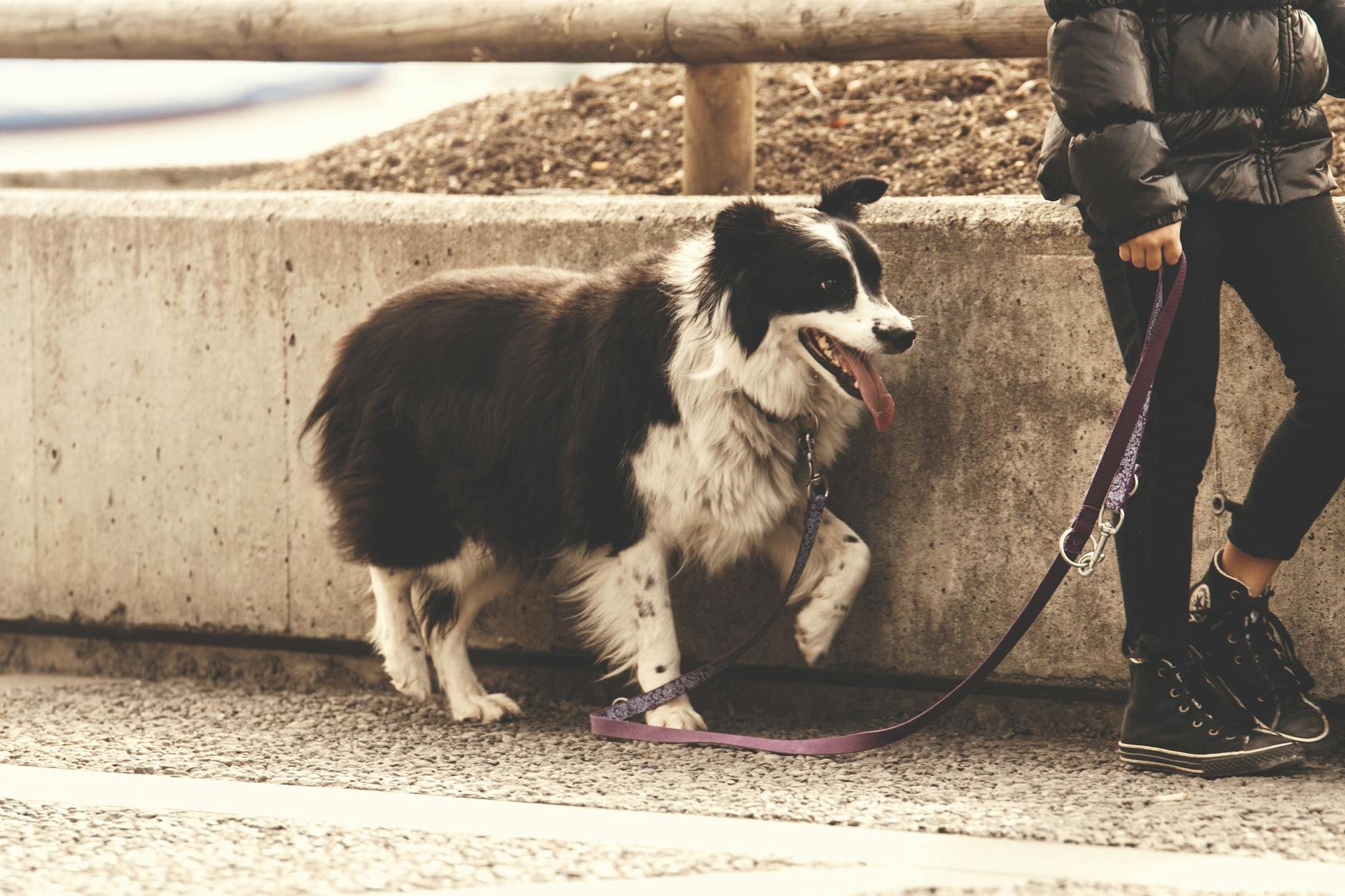 overweight dog walking on loose lead