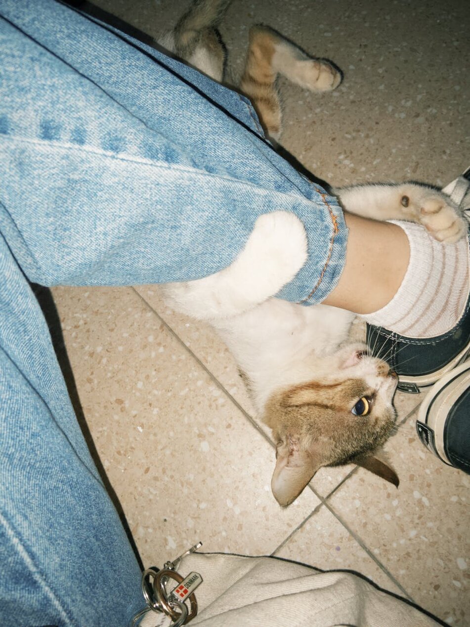 cat attacking persons ankles