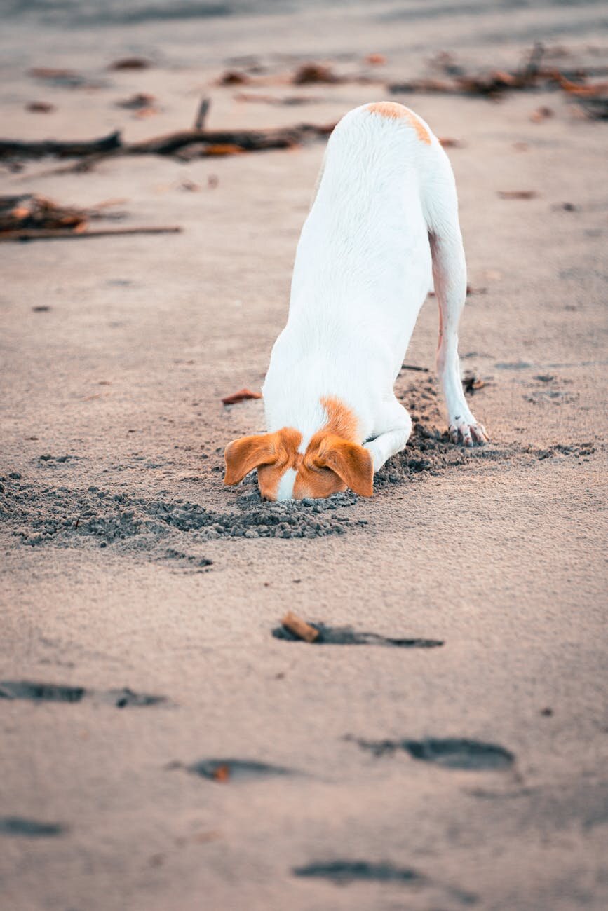 Jack Russell dog digging in sand