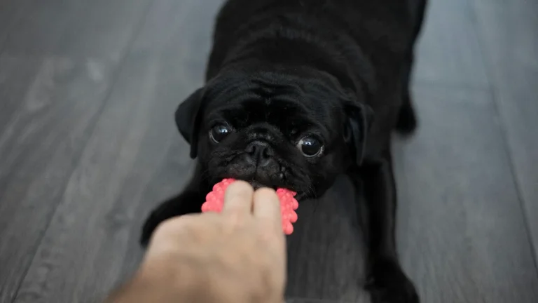 black pug playing with tug toy
