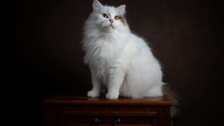 Siberian cat sitting on chest of drawers on black background