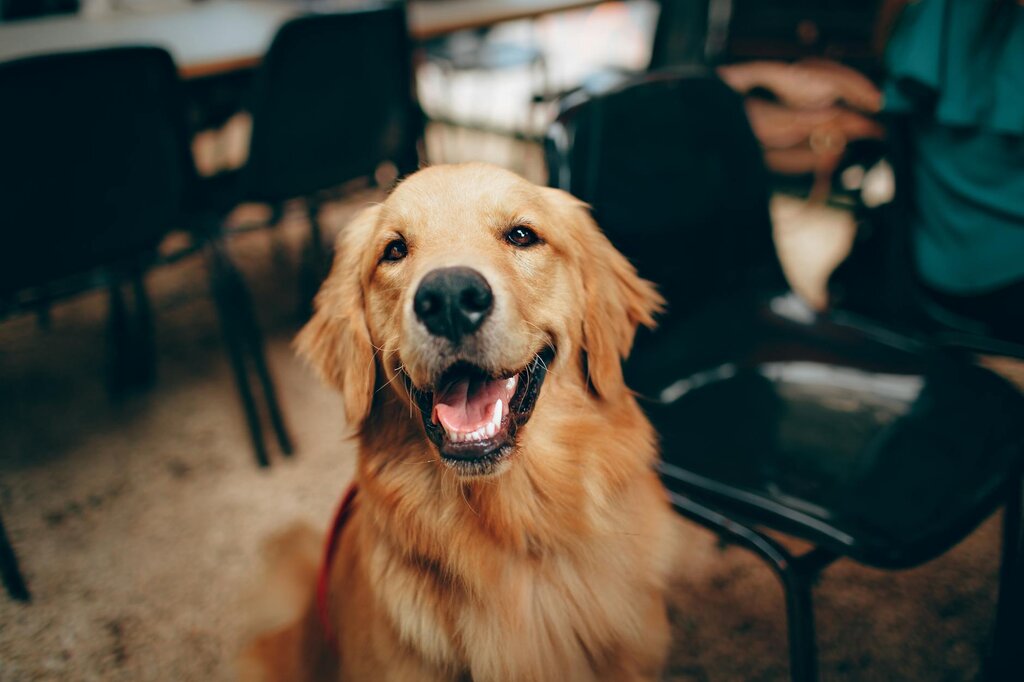 golden retriever smiling at camera