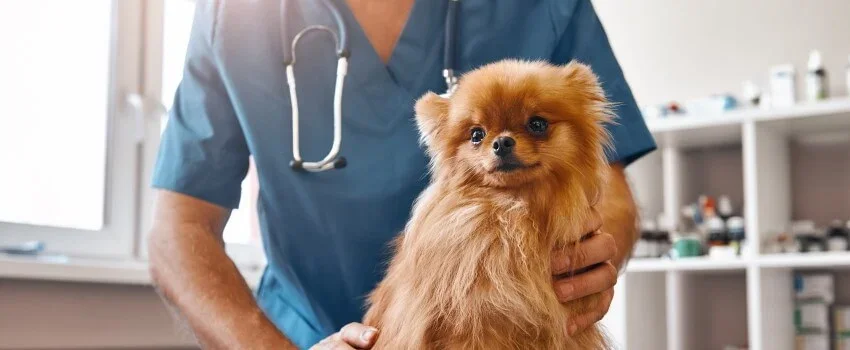 pomeranian being examined by a vet