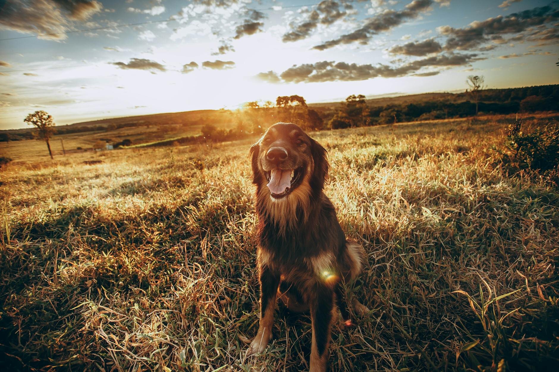 dog sitting in paddock in sun