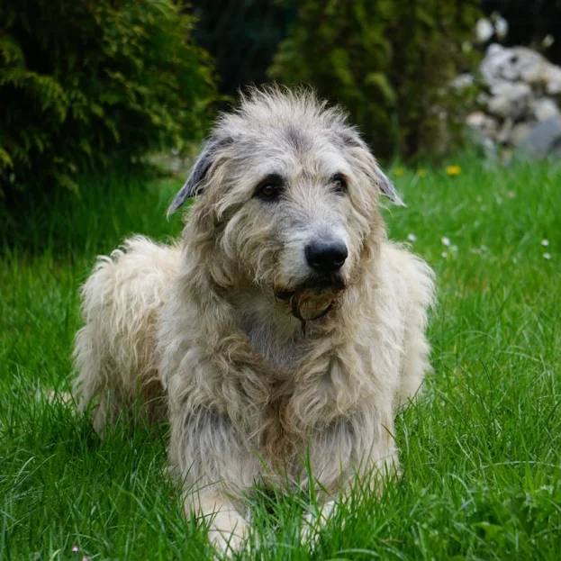 wolfhound lying on grass