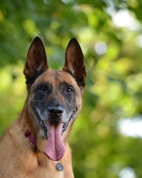 close up of belgian malinois outdoors