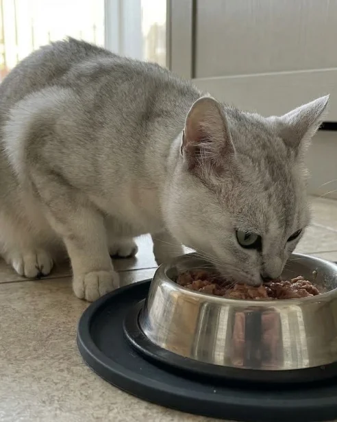 burmilla eating wet food from stainless steel bowl