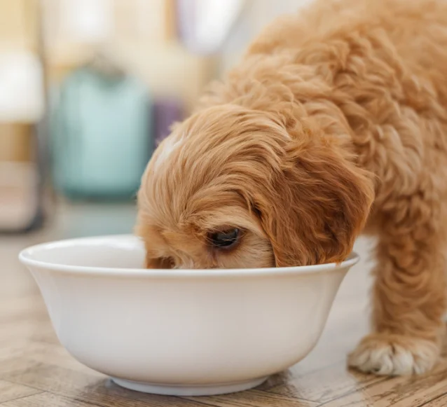 cavoodle eating from a bowl